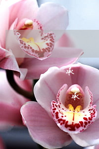 繼承遺產(chǎn)債務(wù)怎么辦(繼承遺產(chǎn)需要還債嗎)