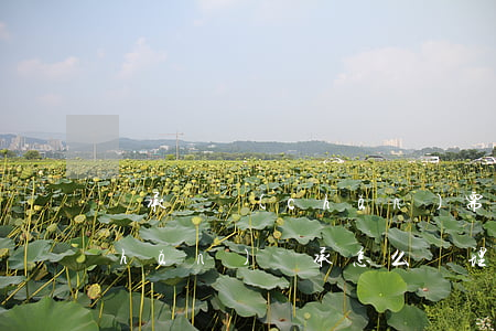 繼承遺產(chǎn)需要公證嗎(遺產(chǎn)繼承怎么辦理公證)