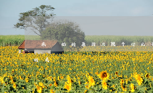 繼承開始的原因只限于什么(不屬于繼承方式的是)