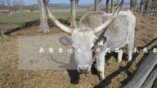 繼承需要什么條件(武器繼承需要什么條件)