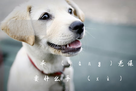 繼承養(yǎng)老保險(xiǎn)需要什么手續(xù)(繼承社保需要什么手續(xù))