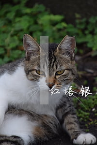红塔银行烟草贷逾期(红塔银行烟草贷要求)