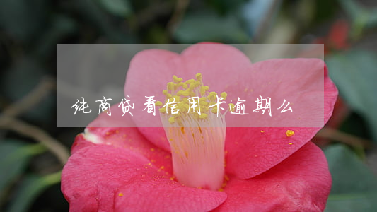 纯商贷看信用卡逾期么