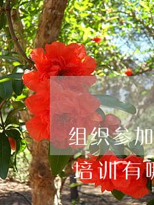 组织参加法律法规培训会(法律法规对安全培训有哪些要求)