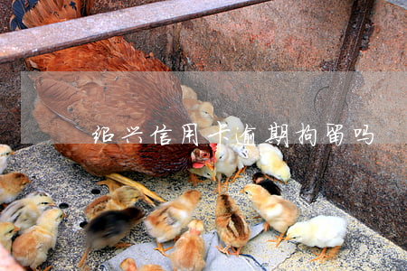 绍兴信用卡逾期拘留吗