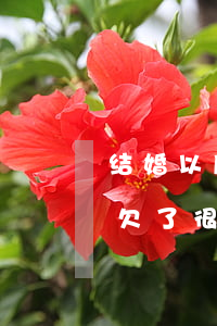 结婚以后才知道老婆欠网贷(结婚后发现媳妇欠了很多网贷)
