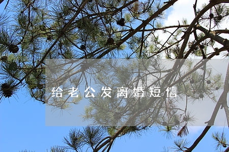 给老公发离婚短信