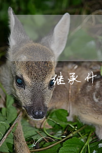 继承什么什么手续费用(继承收费标准)