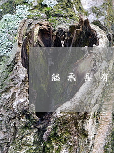 继承具有什么特征(继承权的特征)