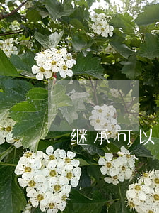 继承可以申请法律援助吗(如何申请法律援助)