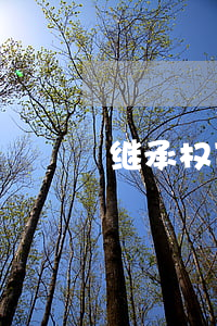 继承权可以申请保全吗(遗产继承诉前保全)