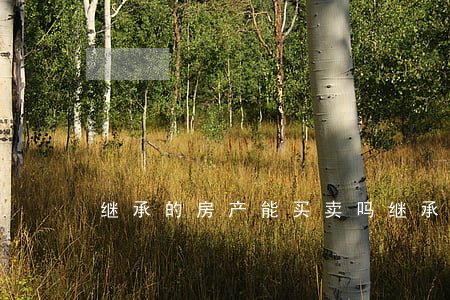 继承的房产能买卖吗(继承的房子能卖吗)