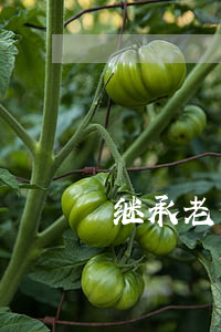 继承老爸的房子需要什么手续