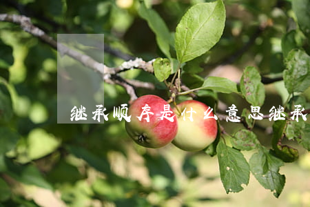 继承顺序是什么意思(继承顺序是什么意思)