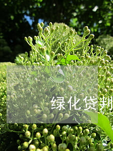绿化贷判刑了吗(绿化贷最新状况)