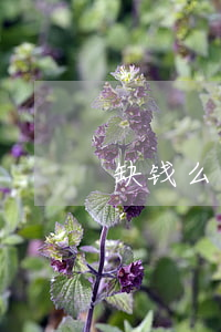 缺钱么欠款逾期300天