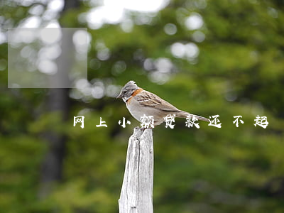 网上小额贷款 还不起
