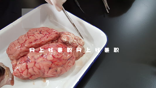 网上找兼职(网上找兼职)