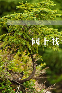 网上找律师被骗