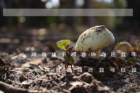 网商贷不同意协商还款可以投诉吗-网商贷不同意协商还款可以投诉吗有用吗