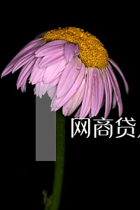 网商贷几天不还花呗关闭(网商贷花呗都停了)