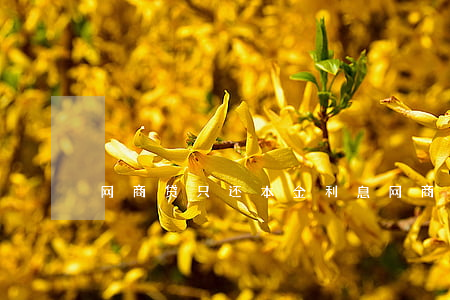 网商贷只还本金利息(网商贷只还本金利息)