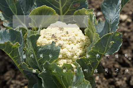 网商贷推迟还款影响信用卡使用吗-网商贷推迟还款影响信用卡使用吗
