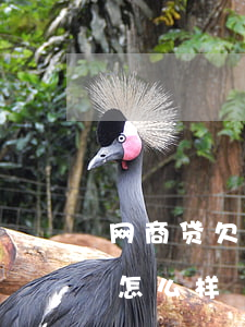 网商贷欠一万多没钱还(网商贷欠两万不还会怎么样)