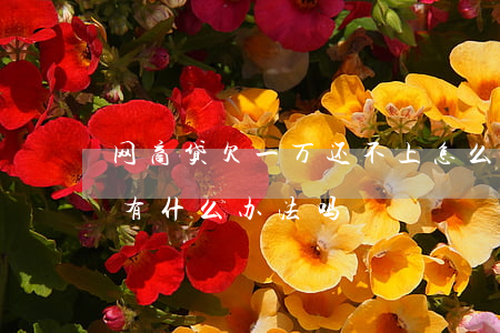 网商贷欠一万还不上怎么办(网商贷还不起了有什么办法吗)