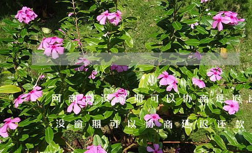 网商贷没逾期可以协商延迟还款吗-网商贷没逾期可以协商延迟还款吗多久