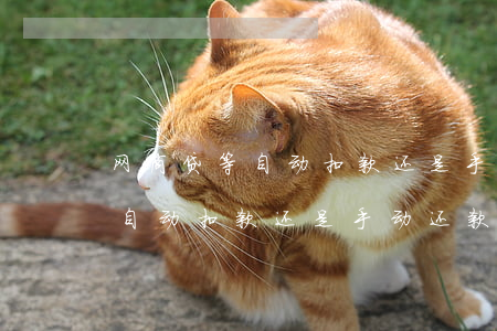 网商贷等自动扣款还是手动还款-网商贷等自动扣款还是手动还款好