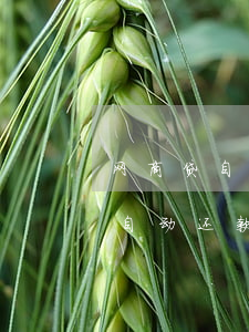 网商贷自动还款可以用抵息券吗-网商贷能自动还款吗