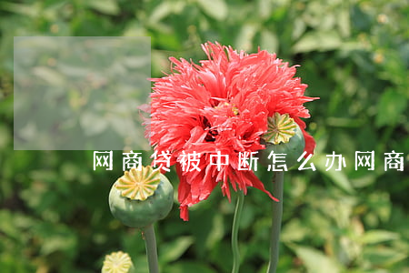 网商贷被中断怎么办（网商贷突然停了）