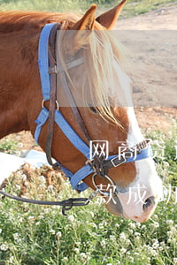 网商贷还款成功后有短信通知吗-网商贷还款成功后有短信通知吗安全吗