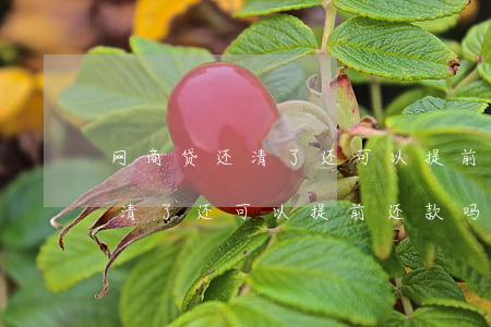 网商贷还清了还可以提前还款吗-网商贷还清了还可以提前还款吗怎么还
