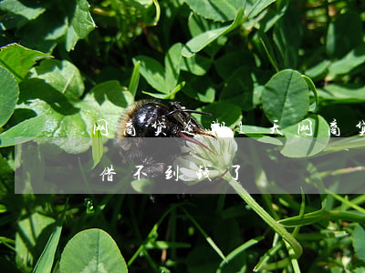 网商贷逾期1天 网商贷逾期1天后还了怎么借不到钱了