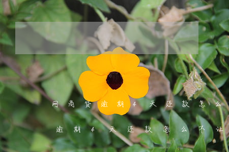 网商贷逾期4天还款怎么不让用了-网商贷逾期4天还款怎么不让用了呢