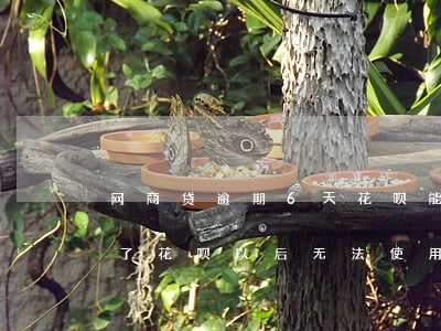 网商贷逾期6天花呗能用(网商贷逾期20天了,花呗以后无法使用了吗)