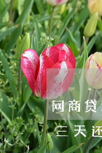 网商贷逾期三个月还款(网商贷逾期一年,要求三天还清,不还会怎样)