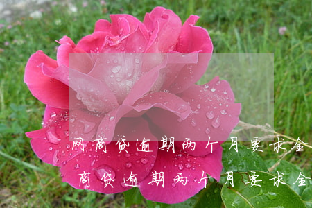 网商贷逾期两个月要求全部还清怎么办-网商贷逾期两个月要求全部还清怎么办呢