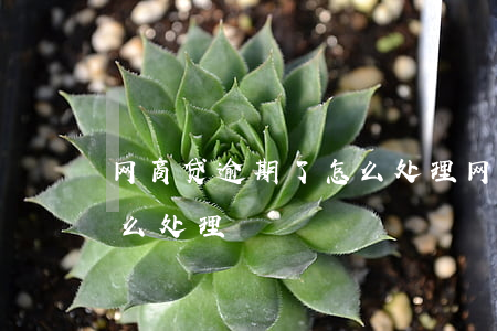 网商贷逾期了怎么处理(网商贷逾期上征信怎么处理)