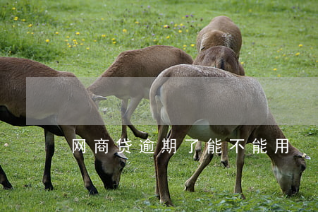 网商贷逾期了能不能用