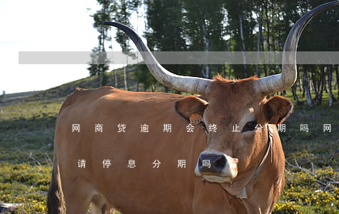 网商贷逾期会终止分期吗(网商贷逾期可以申请停息分期吗)