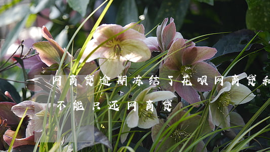 网商贷逾期冻结了花呗(网商贷和花呗逾期,能不能只还网商贷)