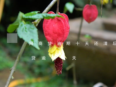 网商贷逾期十天还清后贷款买车可以吗（网商贷逾期十天）