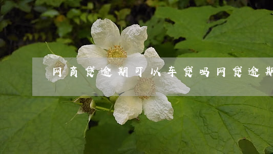 网商贷逾期可以车贷吗(网贷逾期可以买车吗)