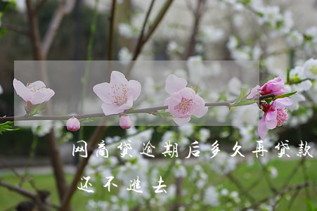 网商贷逾期后多久再贷款(网商贷逾期后,现在还不进去)