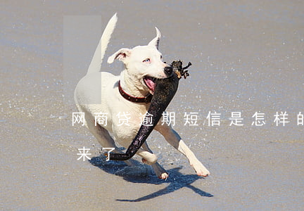 网商贷逾期短信是怎样的(网商贷逾期信寄过来了)