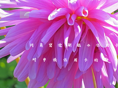 网商贷逾期能办信用卡嘛安全吗，网商贷逾期对申请信用卡的影响及安全性分析