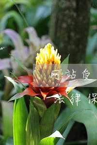网站受美国法律法规保(本网站内容受美国法律保护)